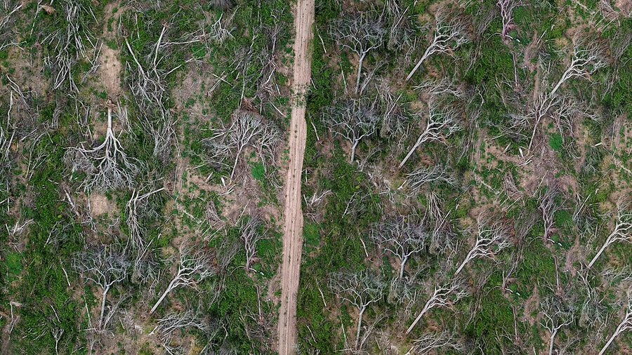 Une colline déboisée où la forêt a été abattue.