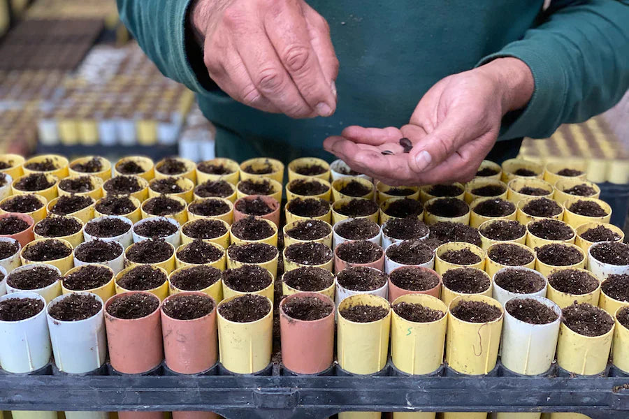 De jeunes plants d’arbres mis en terre à la main.